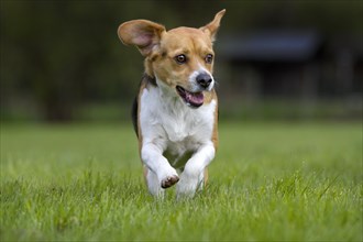 Tricolour Beagle dog running in garden