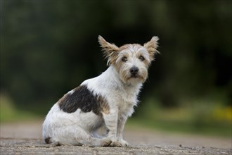 Rough-coated Jack Russell terrier