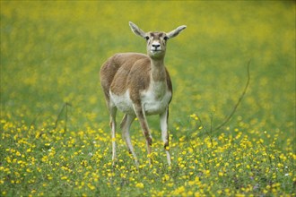 Antelope cervicapra