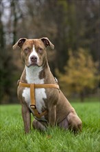 American Staffordshire Terrier wearing dog harness in garden