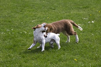 Smooth coated Jack Russell terrier and border collie pup