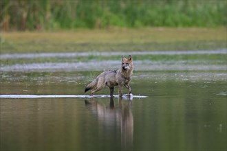 Solitary European gray wolf