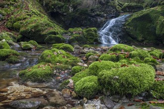 Mossy mountain stream in UNESCO World Natural Heritage Duernstein