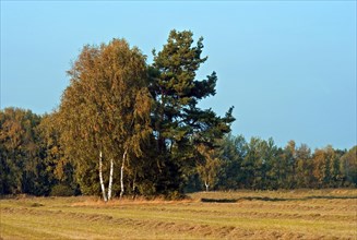 Mown meadow with a group of birch trees near Luebberstedt