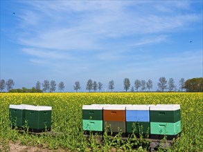 Beehives in front of a rape field