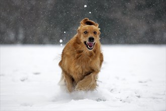 Golden retriever dog running in the snow in forest during snowfall in winter