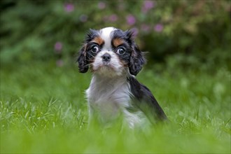 Cavalier King Charles Spaniel pup sitting in garden