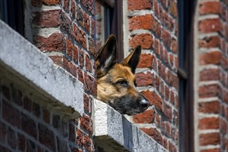 Curious German shepherd dog