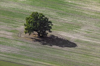 Aerial view over solitary English oak