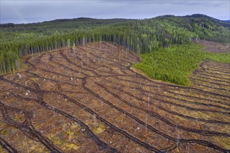 Aerial view over Swedish clearcut area