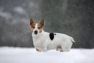 Jack Russell terrier dog in the snow during snowfall in winter