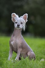 Chinese crested dog