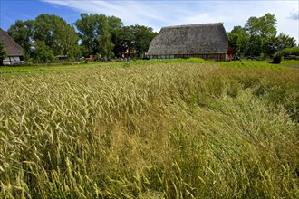 Grain field and farmhouse