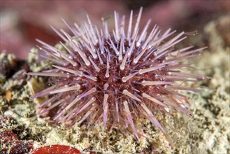 Little sea-urchin