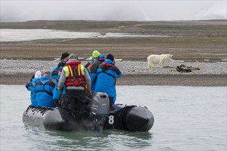 Eco-tourists in Zodiac boat watching scavenging polar bear