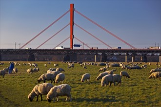 Sheep on the Rhine meadows with Beeckerwerth motorway bridge of the A 42