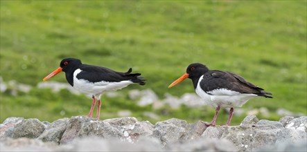 Couple of common pied oystercatchers