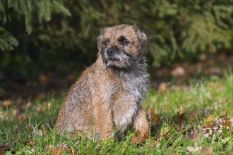 Grizzled border terrier sitting in garden. British dog breed of small