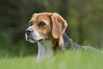Tricolour Beagle dog in garden