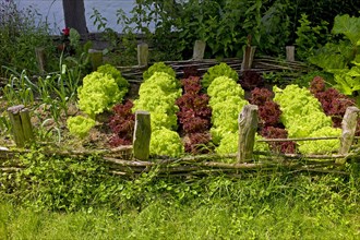 Lettuce cultivation in the open-air museum Klockenhagen