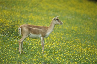 Antelope cervicapra