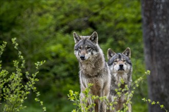 Two European grey wolves
