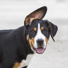 Funny close up portrait of young Greater Swiss Mountain Dog