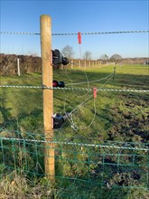 Newly installed modern electric fence in wolf area Schermbeck