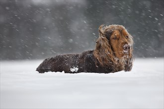 English Cocker Spaniel dog in the snow during snowfall in winter