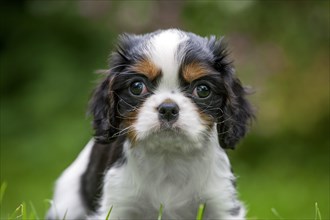 Cute Cavalier King Charles Spaniel pup in garden
