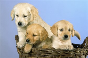 Three cute Golden retriever puppies in basket