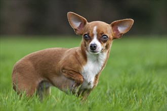 Short-haired tan Chihuahua in garden
