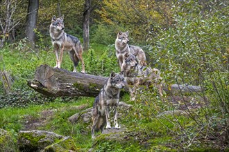 Wolf pack of four Eurasian wolves