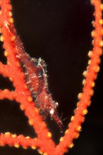 Hippolyte commensal Shrimp on a Leptogorgia sarmentosa gorgonian branch