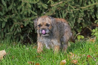 Grizzled border terrier licking nose in garden. British dog breed of small