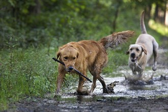 Golden retriever and labrador dogs playing with stick in forest