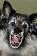 Old terrifying Tervuren Belgian Shepherd Dog showing open mouth with ugly