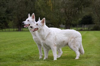 Two White Swiss Shepherd Dogs