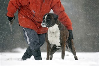 Owner training boxer dog in the snow in forest during snowfall in winter