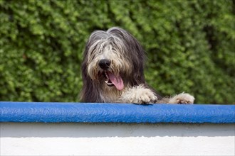 Bearded collie gasping in garden