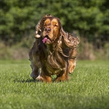 English Cocker Spaniel dog