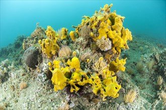 Yellow-tube sponge Aplysina aerophoba