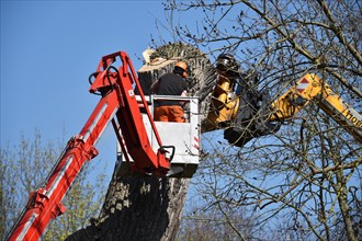 Tree felling with a felling crane in Vellmar