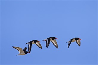 Flock of Common Pied Oystercatchers