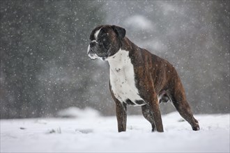 Boxer dog in the snow in forest during snowfall in winter