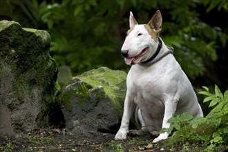 White Bull Terrier dog sitting outdoors