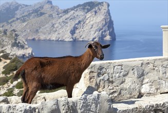 Mallorcan wild goat