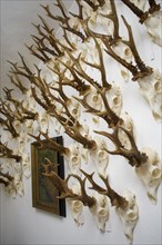 Hunting trophies in a hunting lodge, Styria, Austria, Europe