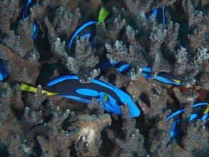 A group of juvenile palette surgeonfish