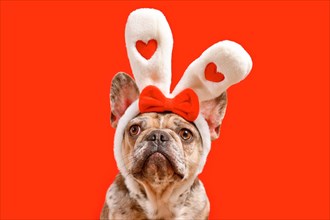 Cute French Bulldog dog wearing Easter bunny ear headband with hearts on red background